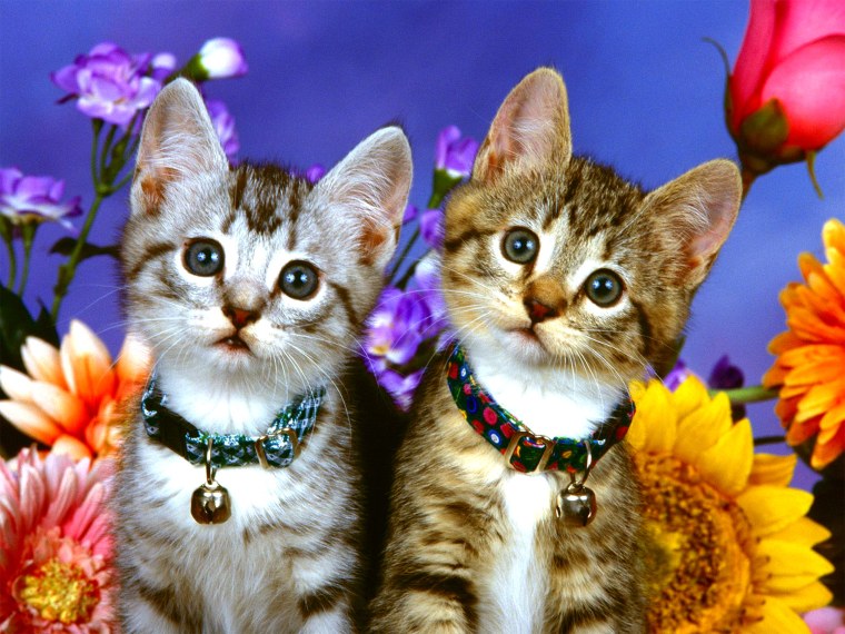 Красивые кошечки