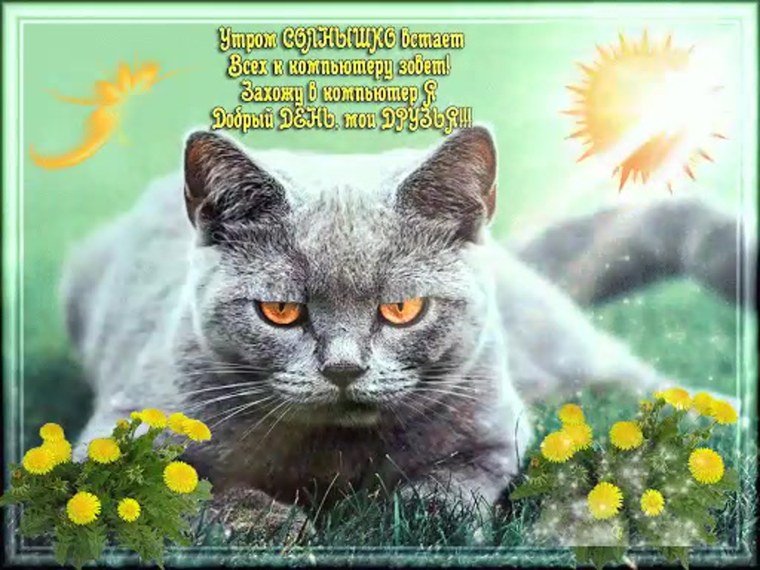 Кошка с цветами