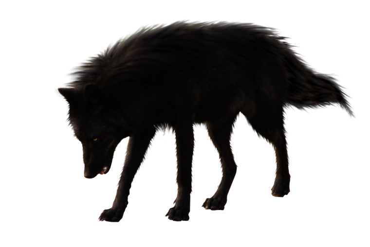 Значки Волков