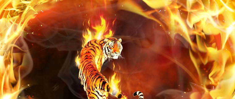 Огненный кот обои