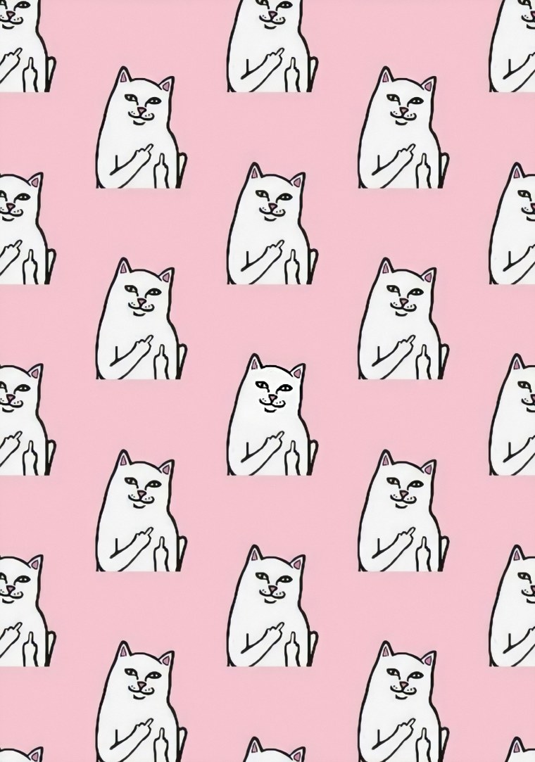 Котик с факами обои