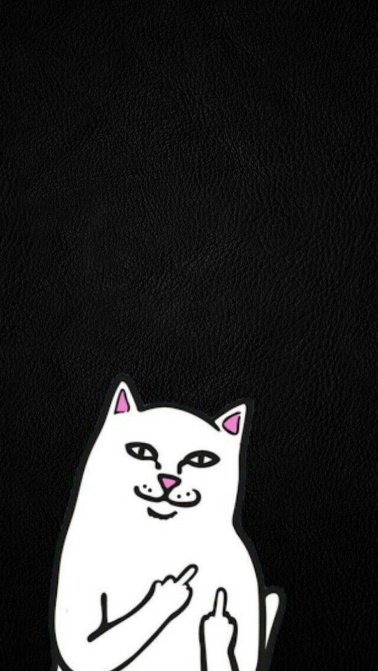 Прикольный фон с котиками