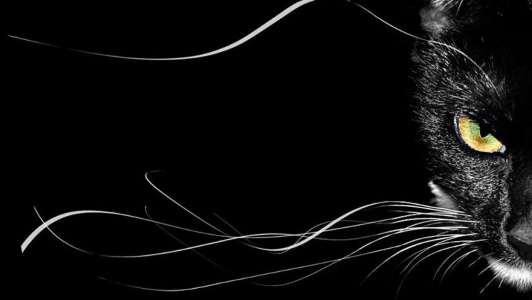 Кошка на черном фоне