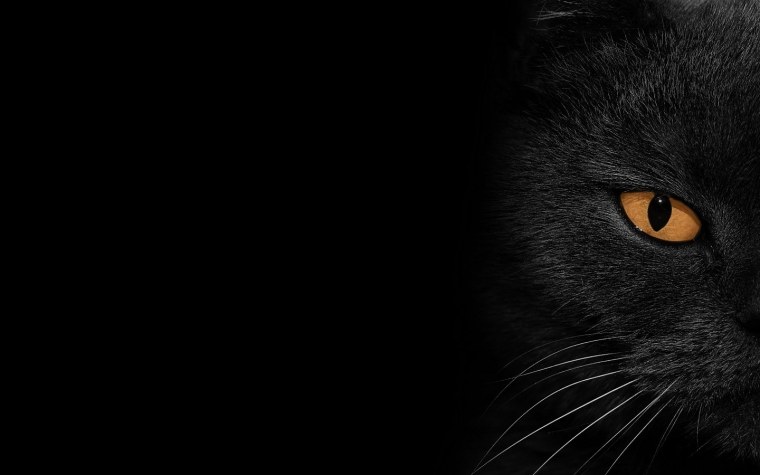 Кошка на черном фоне