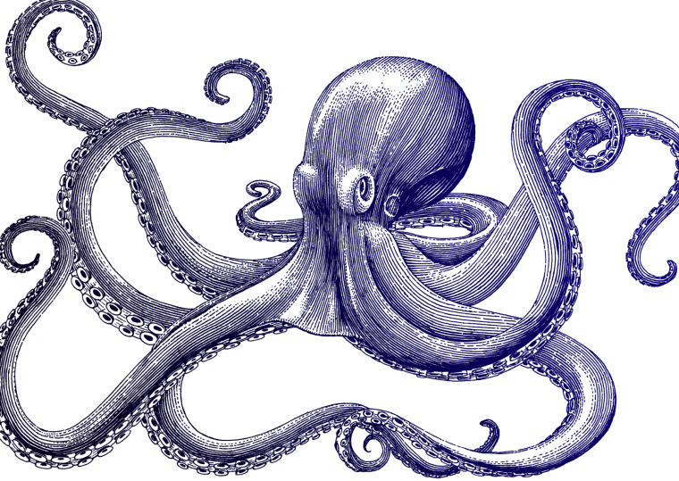 Осьминог Графика