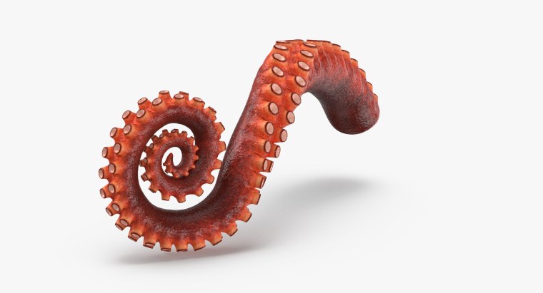 Octopus tentacles