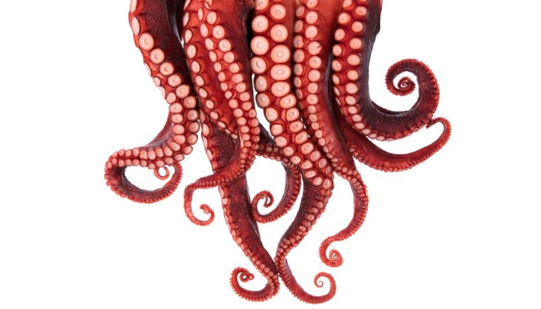 Щупальца на белом фоне