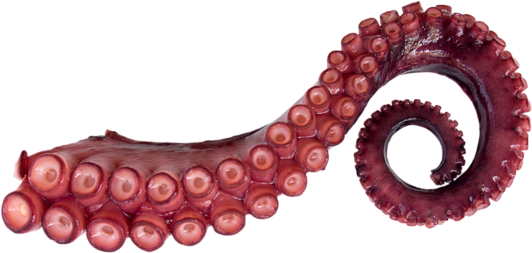 Щупальца на белом фоне