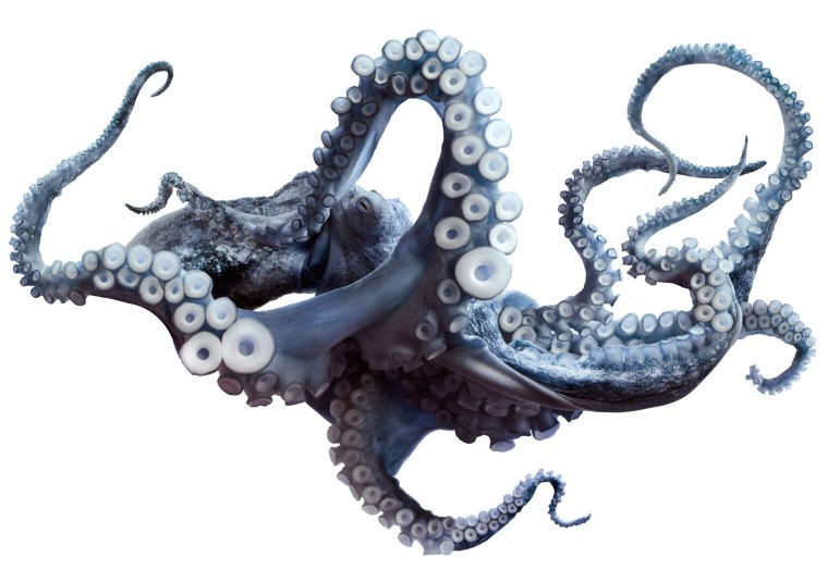 Осьминог арт