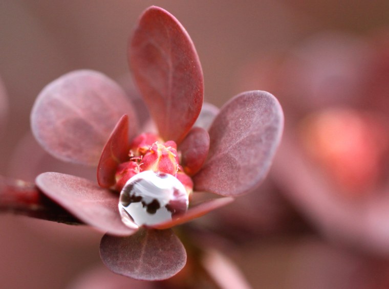 Необычные цветы HD