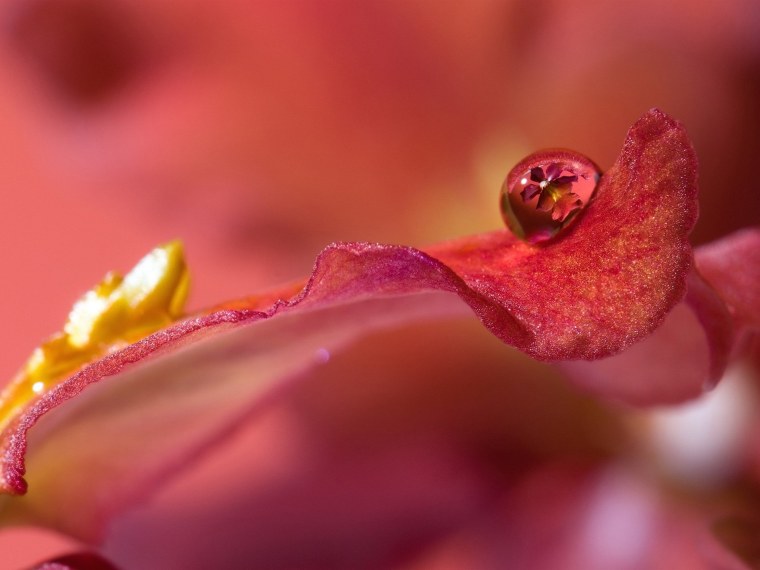 Цветы Макросъемка