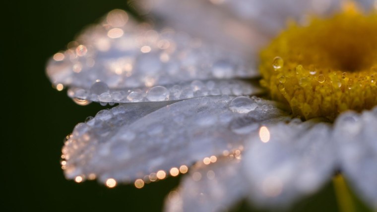 Цветы макро