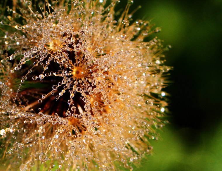 Макросъёмка цветы