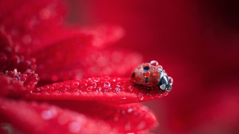 Макросъемка природа