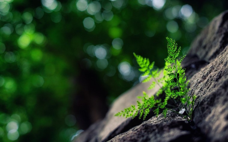 Природа макро