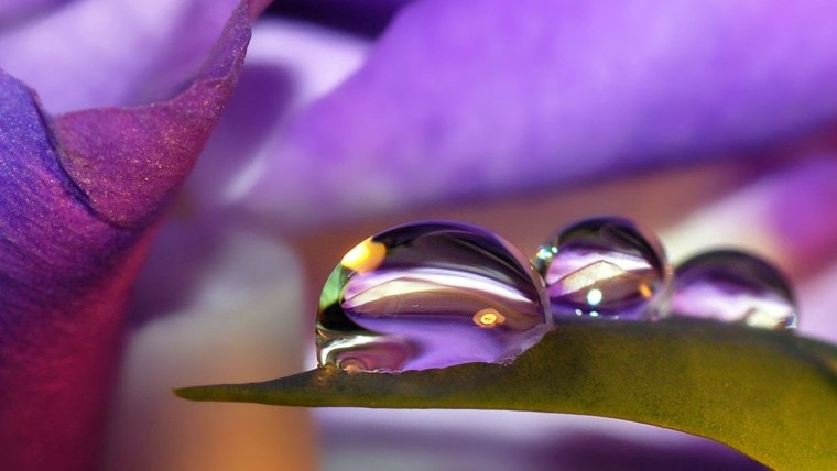 Цветы Макросъемка