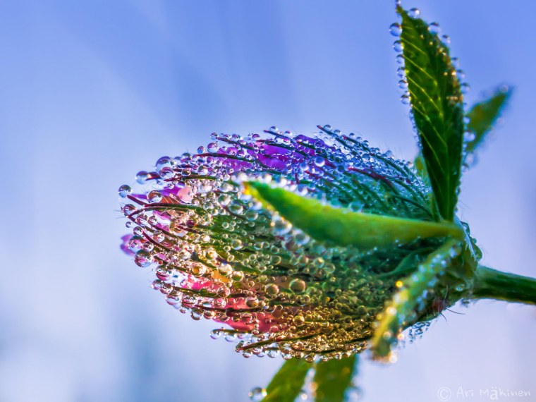 Макросъемка природа