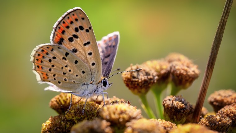 Miki Asai фотограф