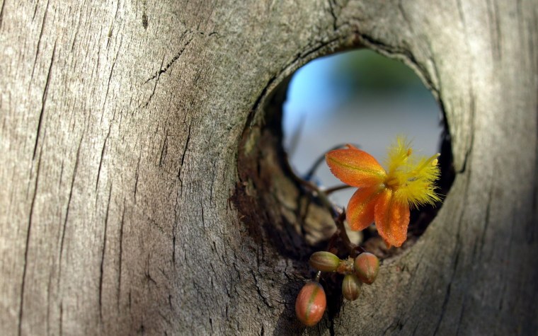 Макро фото природы