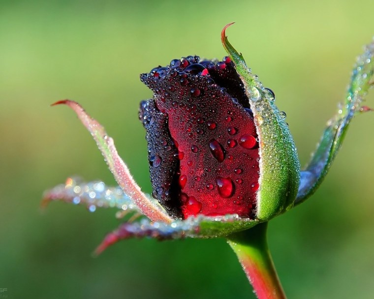 Цветы Макросъемка высокое разрешение