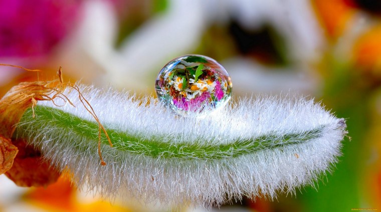 Макросъемка природа