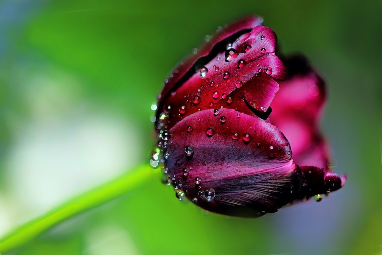 Роса на цветах