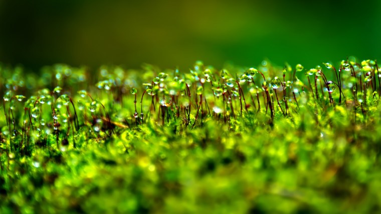 Росянка Пигмей