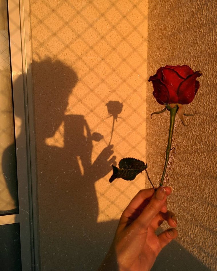 Тень розы на стене
