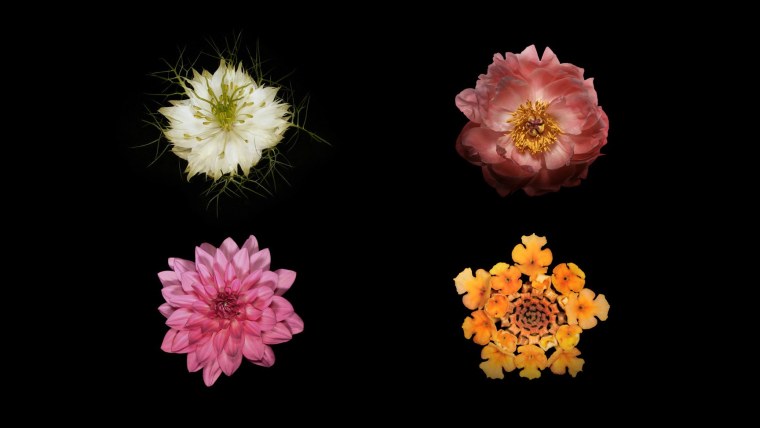 Цветочки на черном фоне Apple