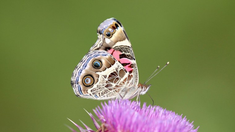 Макрофотография бабочки