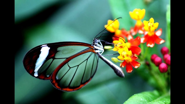 Бабочка Грета ото - стеклянная бабочка