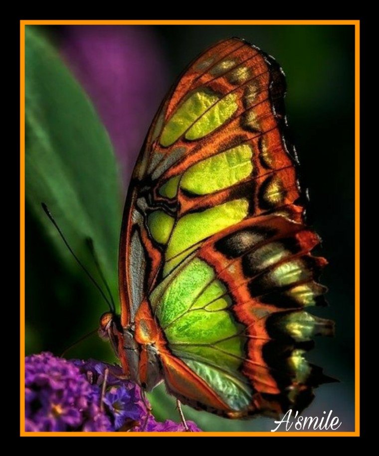 Яркие бабочки