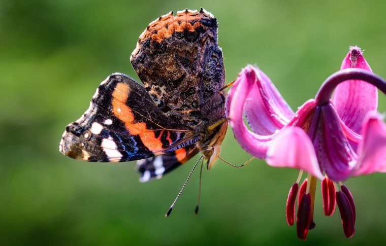 Бабочка эухальция