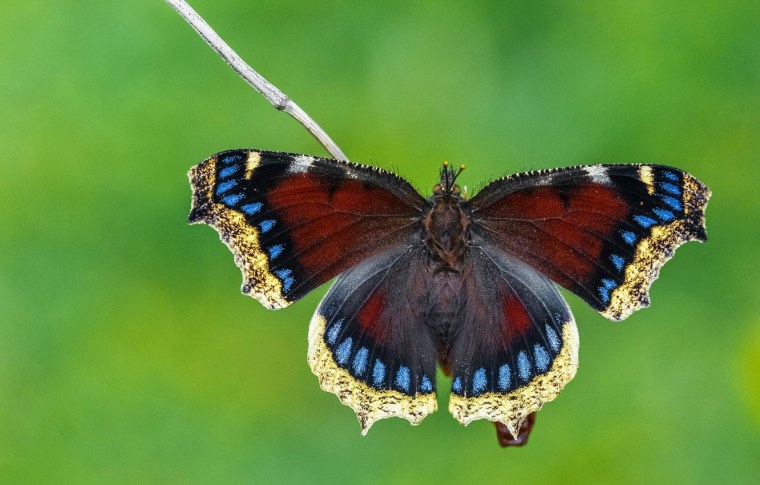 Бабочка Адмирал крапивница траурница