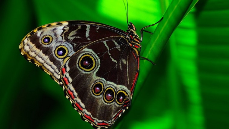 Бабочка Кардинал