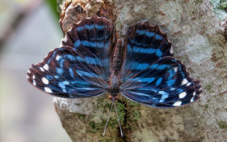 Бабочка голубянка Давида