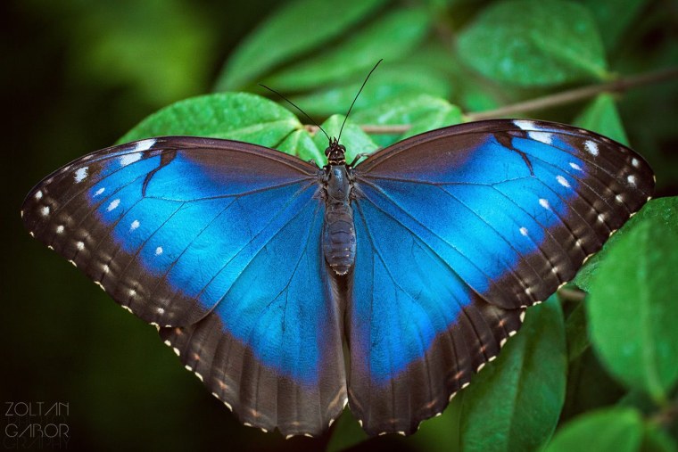 Яркие экзотические бабочки