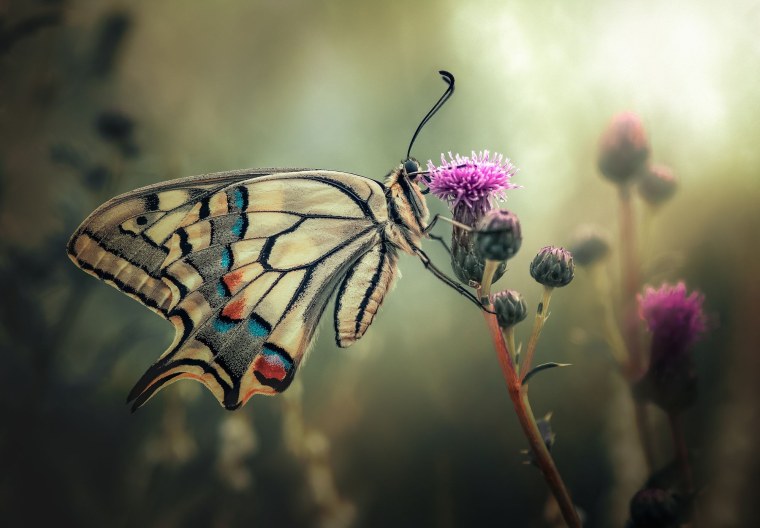 Бабочка на стебле