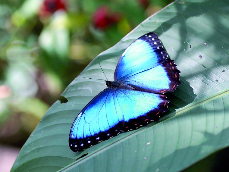 Бабочка Морфо Дидиус