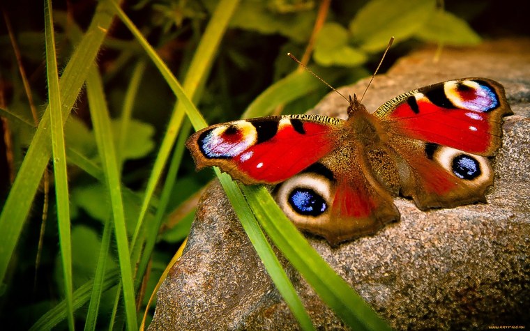 Природа животные насекомые