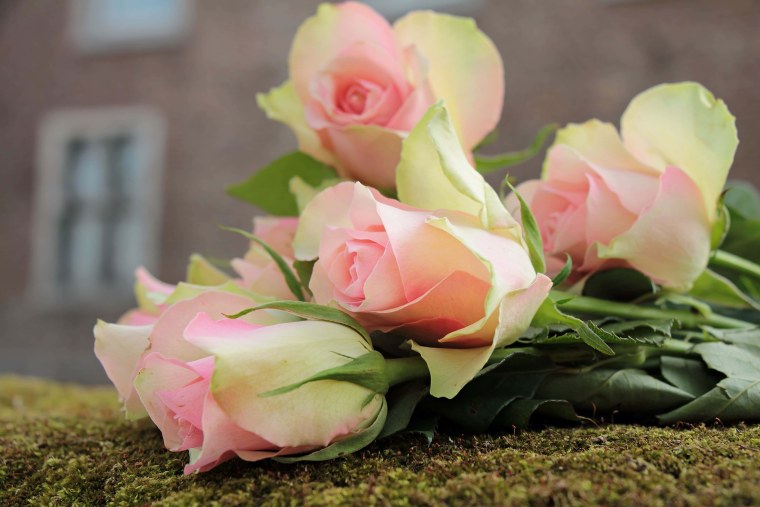 Нежные розы