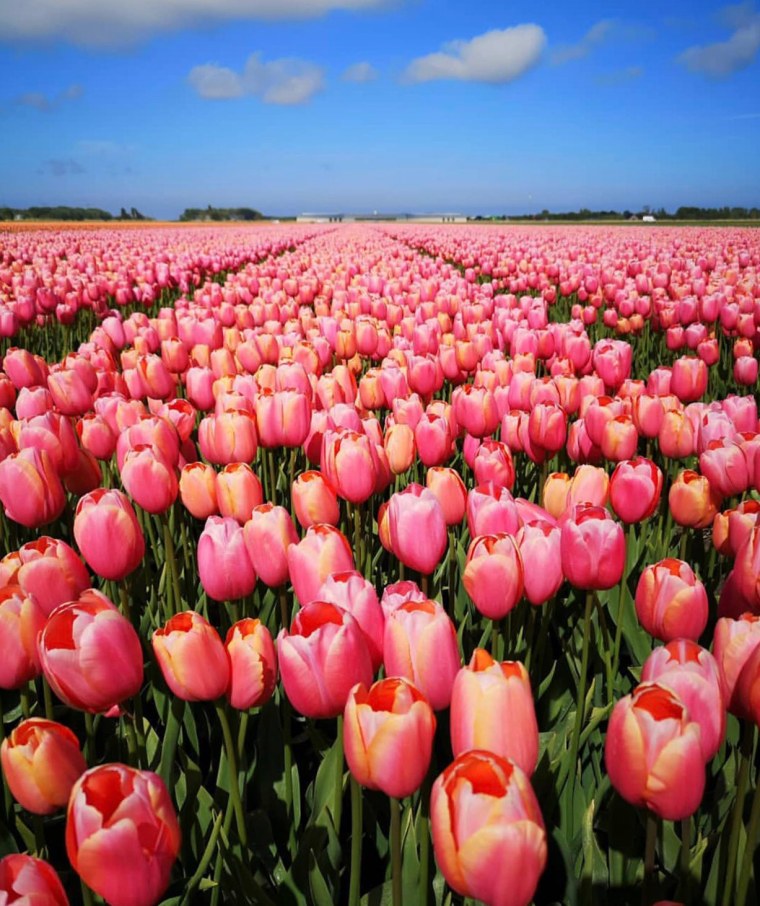 Красивые тюльпаны