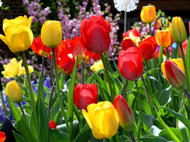 Тюльпан Vesna