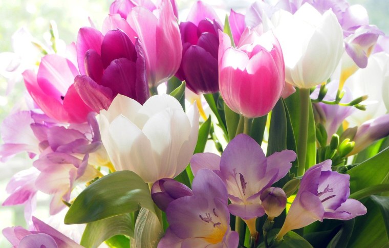 Тюльпаны и крокусы