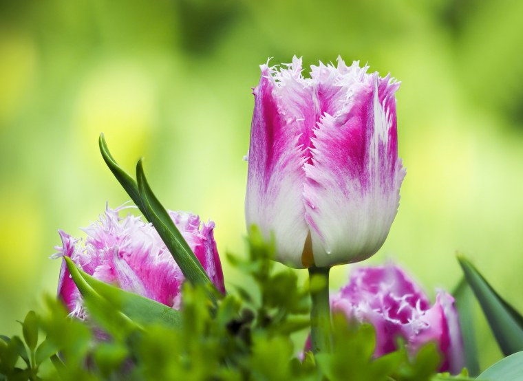 Тюльпан Галери