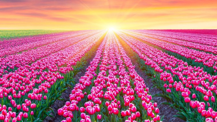 Цветочное поле