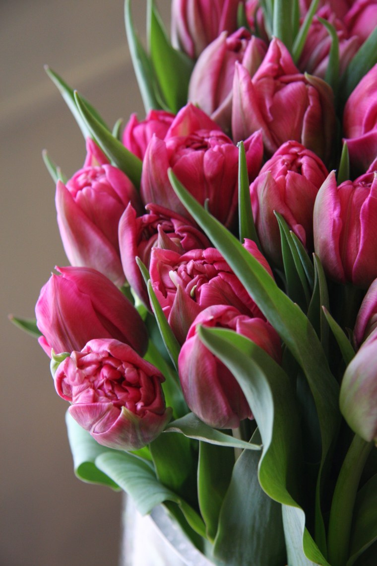 Тюльпан Барбара Собель