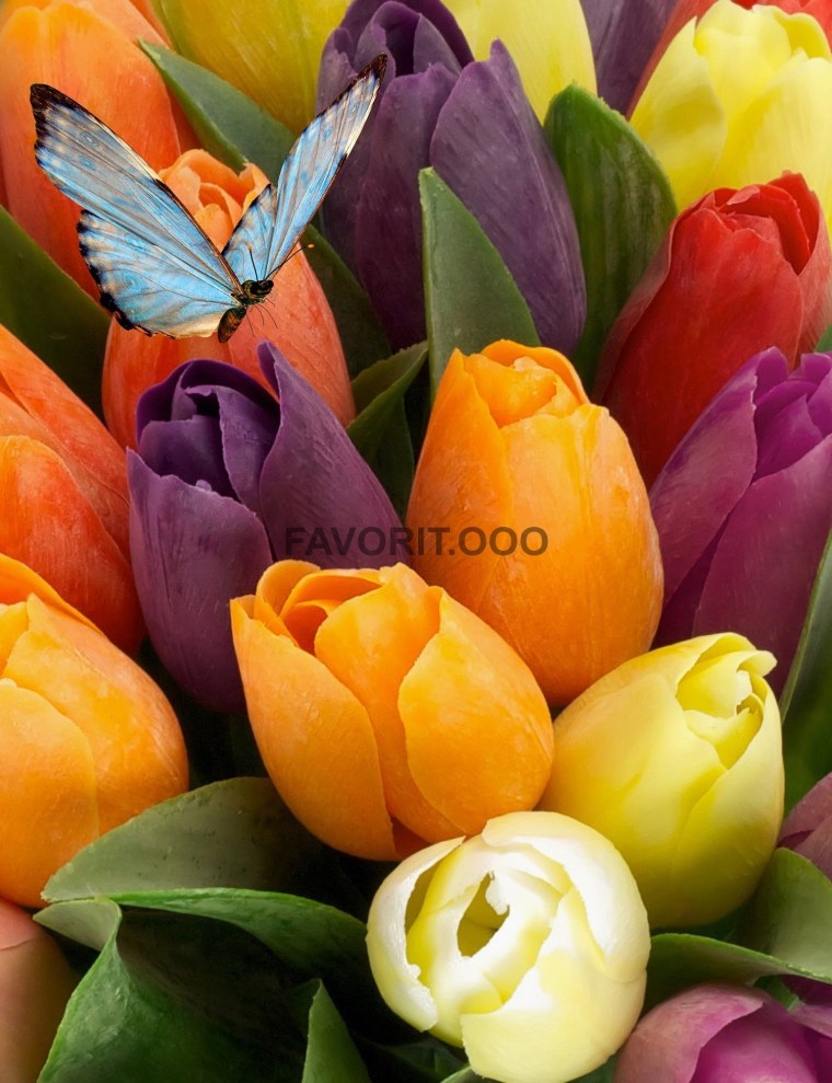 Тюльпаны разноцветные