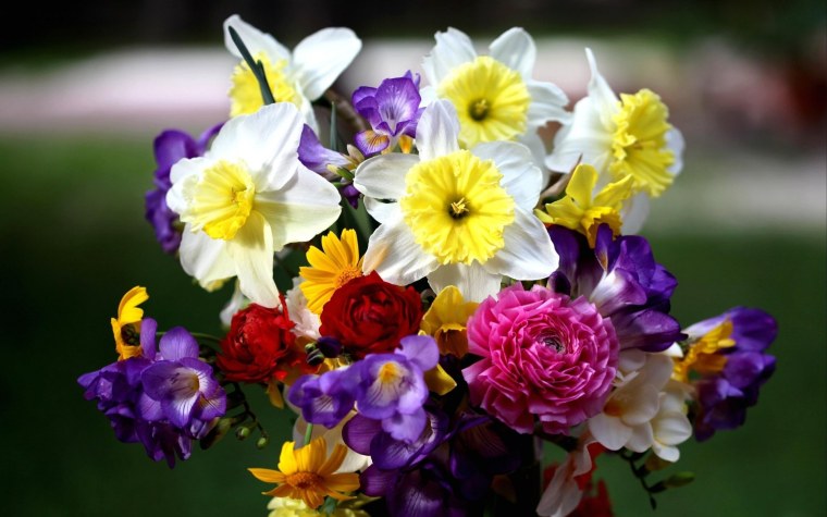 Цветы нарциссы букет