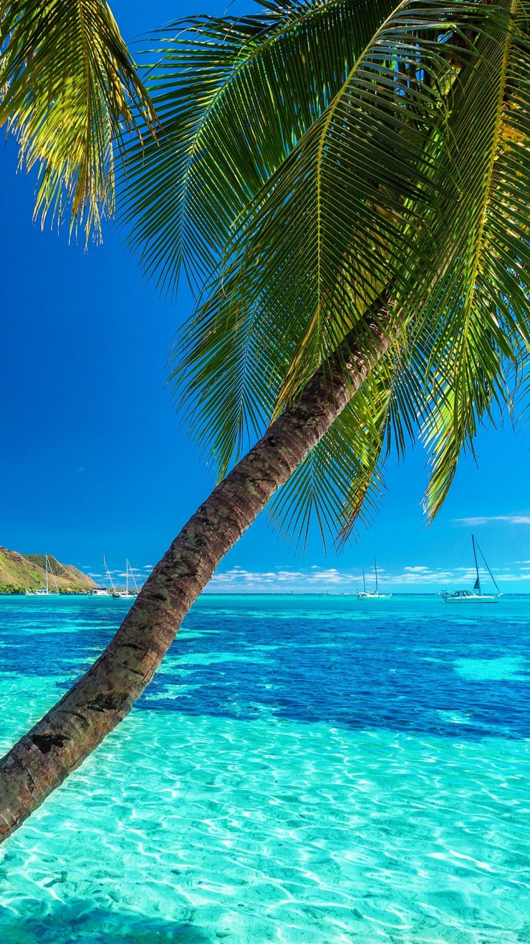 Пальмовый лист море